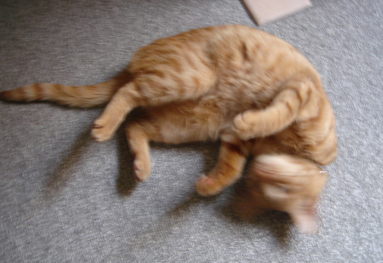 猫まるい