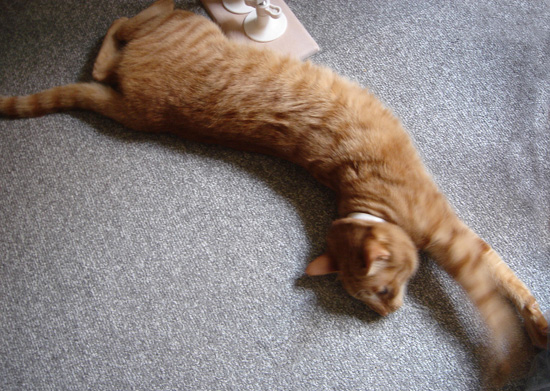 ねこのび