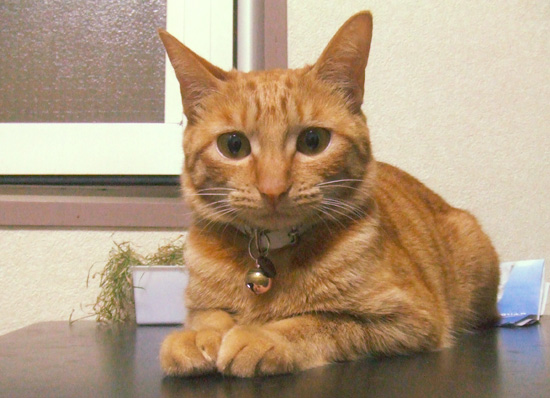 猫前足1