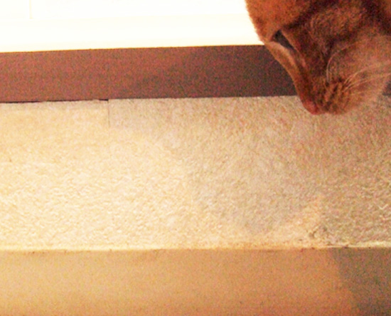 猫と虫1