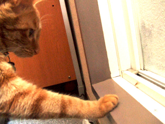ねこと虫