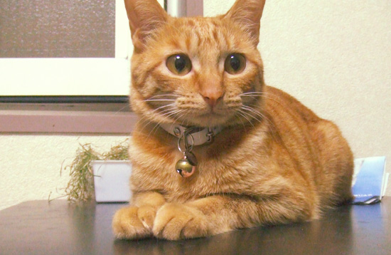 NEKO