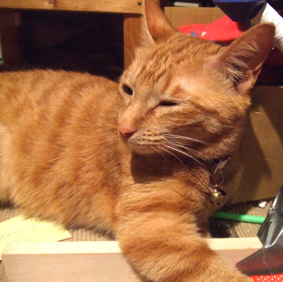 目しばねこ