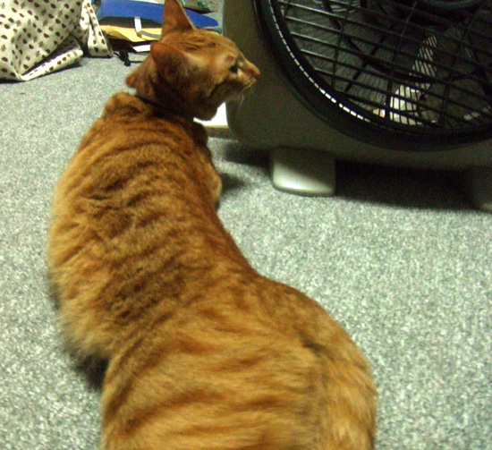長いねこ