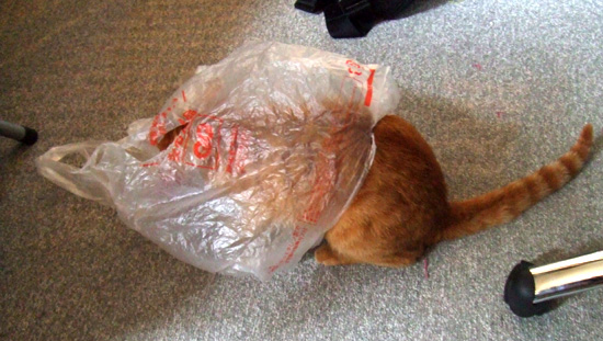 �ޥͥ�