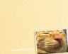 猫壁紙01