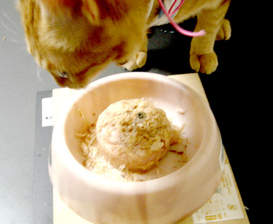 バースデーねこ01