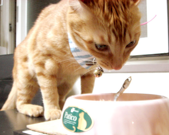 猫缶