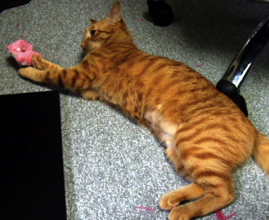 ねこおもちゃ1