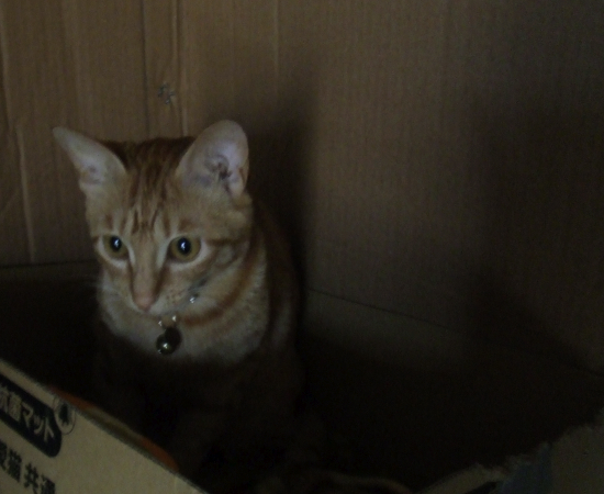 ねこおどろおどろ