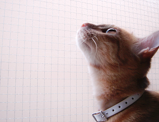 猫の目