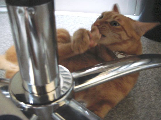 猫爪そうじ