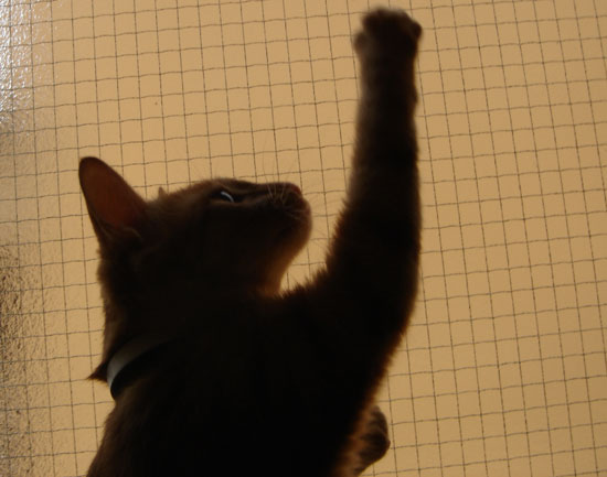 猫逆光写真