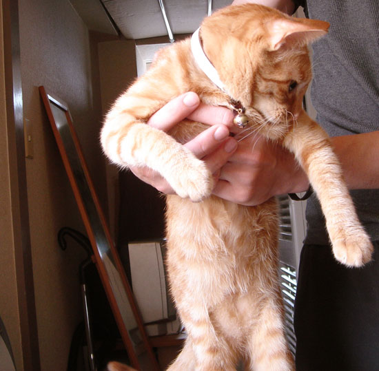 猫画像