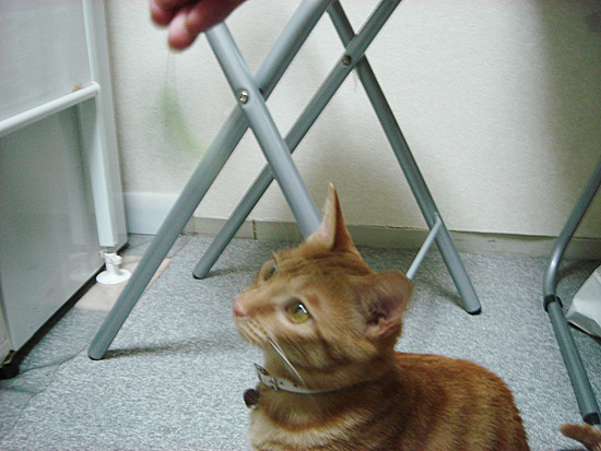 ねこじゃらし3