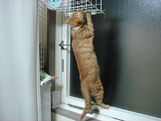 ねこじゃらし