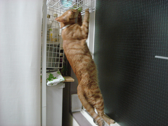 ねこじゃらし