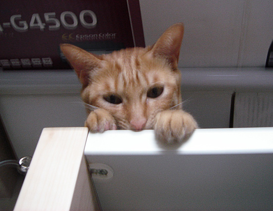 猫にらみ