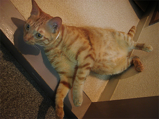 猫寝相