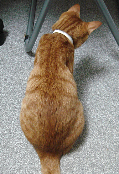 猫背中