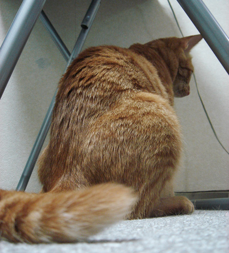 猫迫力