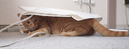 紙袋猫2