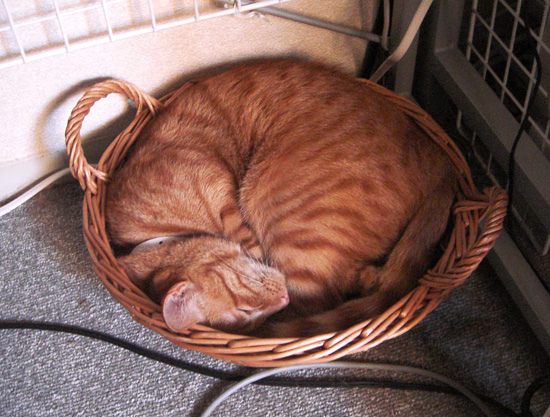 かご猫2