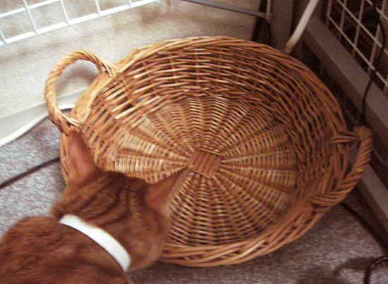 かご猫1
