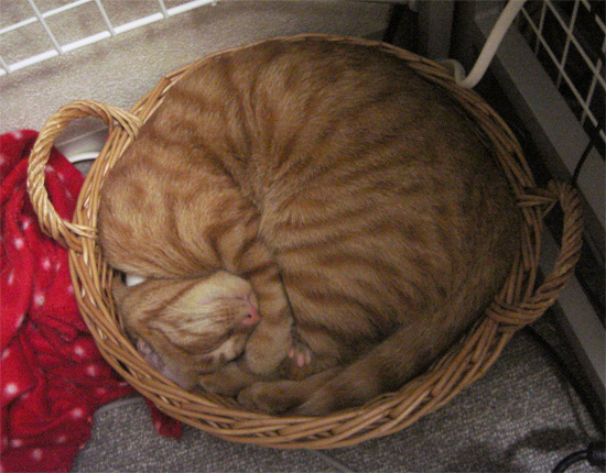 かご猫