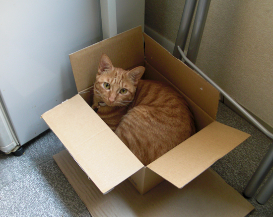 箱猫