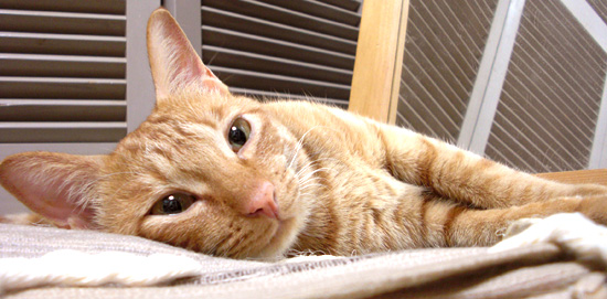 猫は寝子
