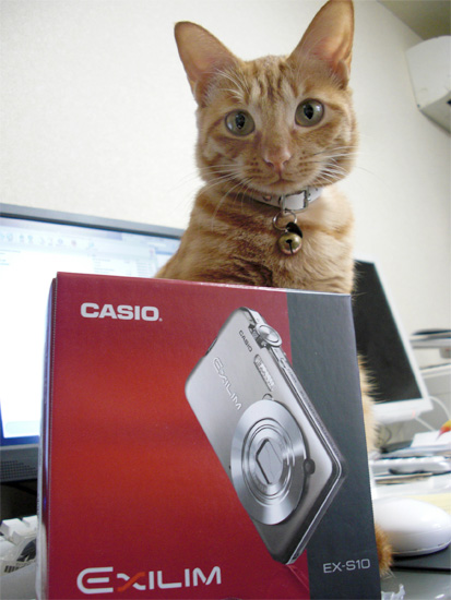 カメラ猫