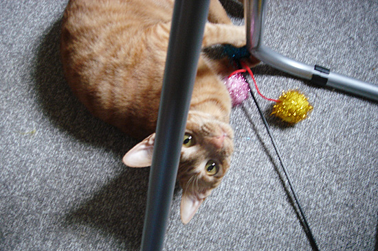 ぶさねこ