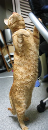 猫立つ