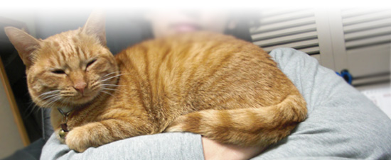 腕組み猫