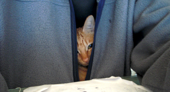 のぞきねこ