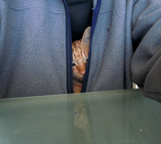 うつりねこ