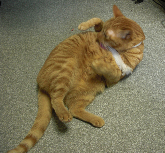 マフラーねこ