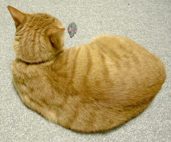 ねずみと猫