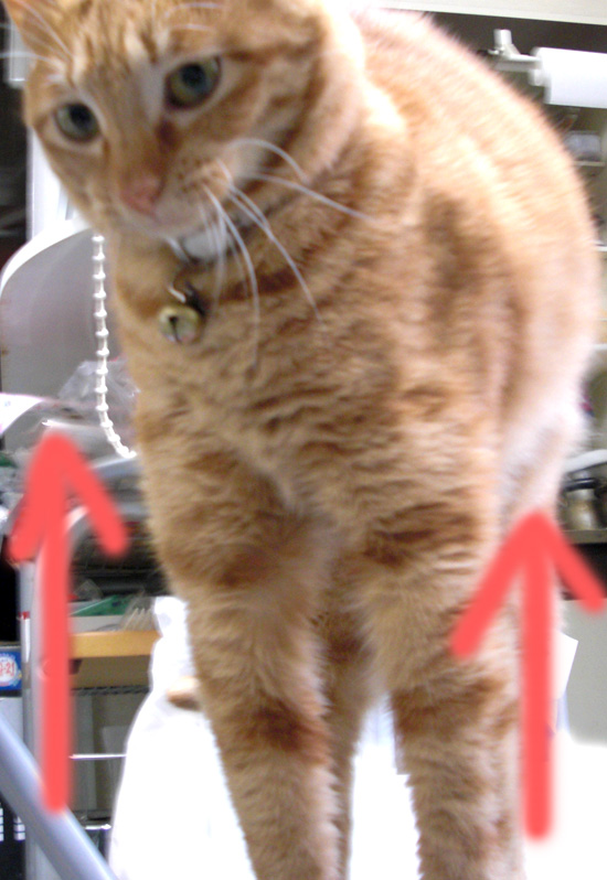 猫の伸び