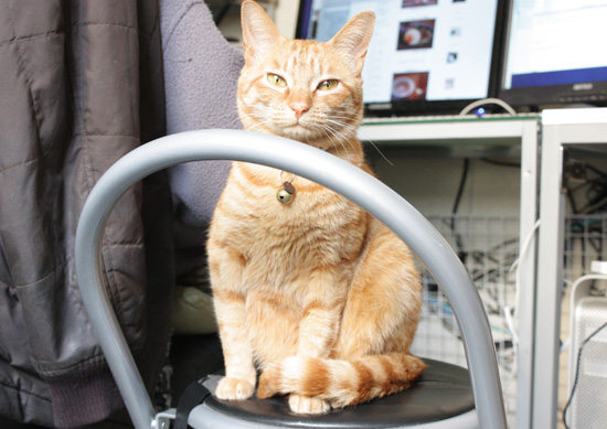 眠そうな猫