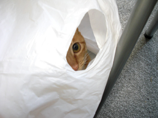 袋猫1