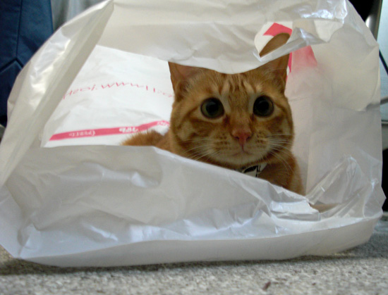 袋猫3