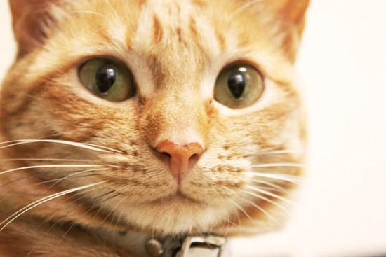 猫のアップ