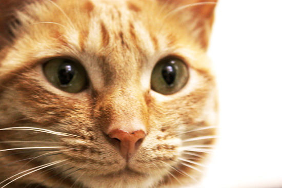 猫顔面