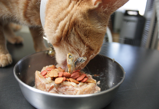 猫ケーキ