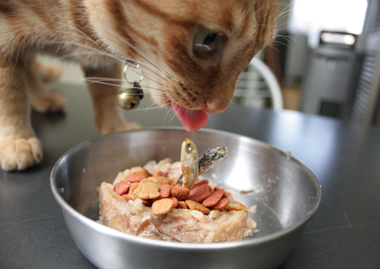 猫のケーキ