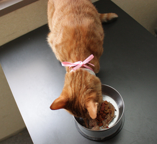猫にケーキ