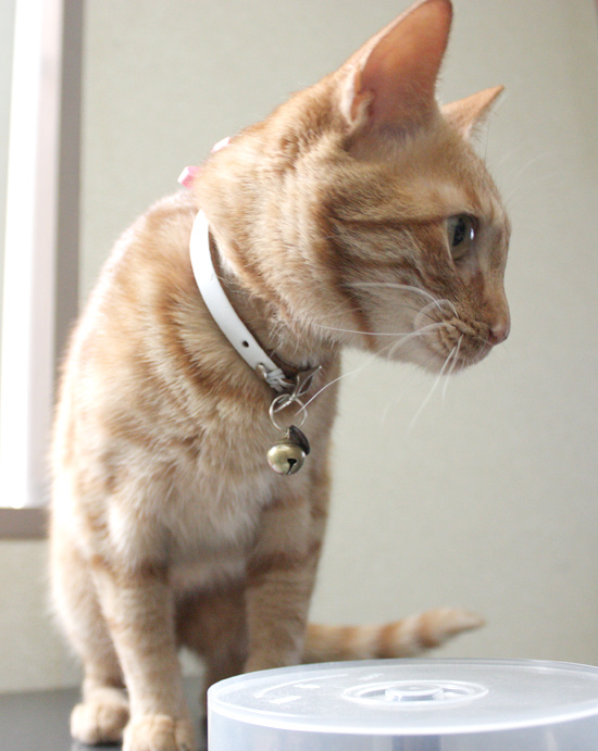 猫ケーキは