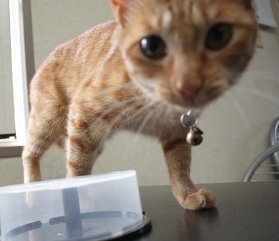 猫ケーキ探す